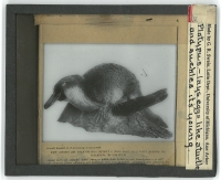 VAUGHN.jeremy-found-images-via-Nancy-Renko-10-Platypus-lays-eggs-like-a-turtle.jpg