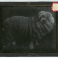 VAUGHN.jeremy-magic-lantern-glass-slides-24.jpg